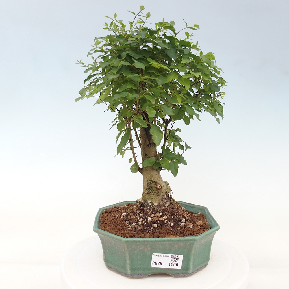 Pokój bonsai - Ligustrum chinensis - Dziób ptaka