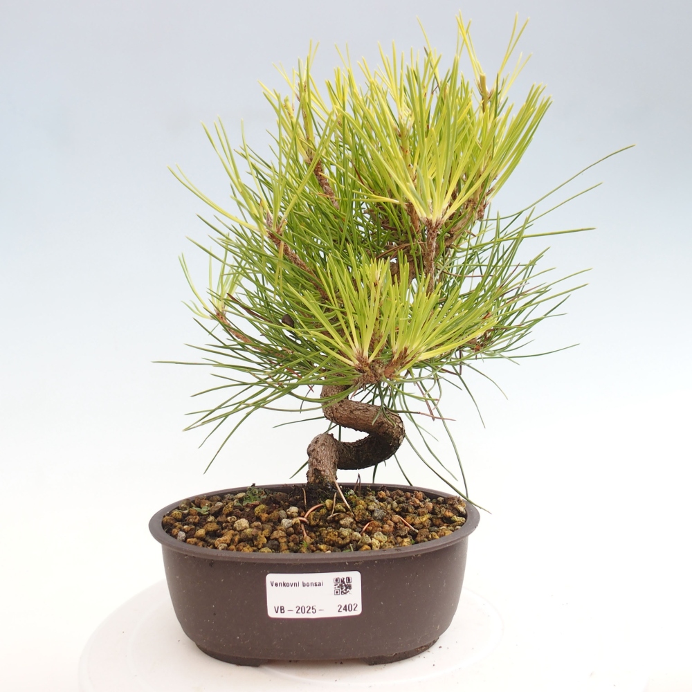 Bonsai ogrodowe - Pinus thunbergii - Sosna Thunbergia