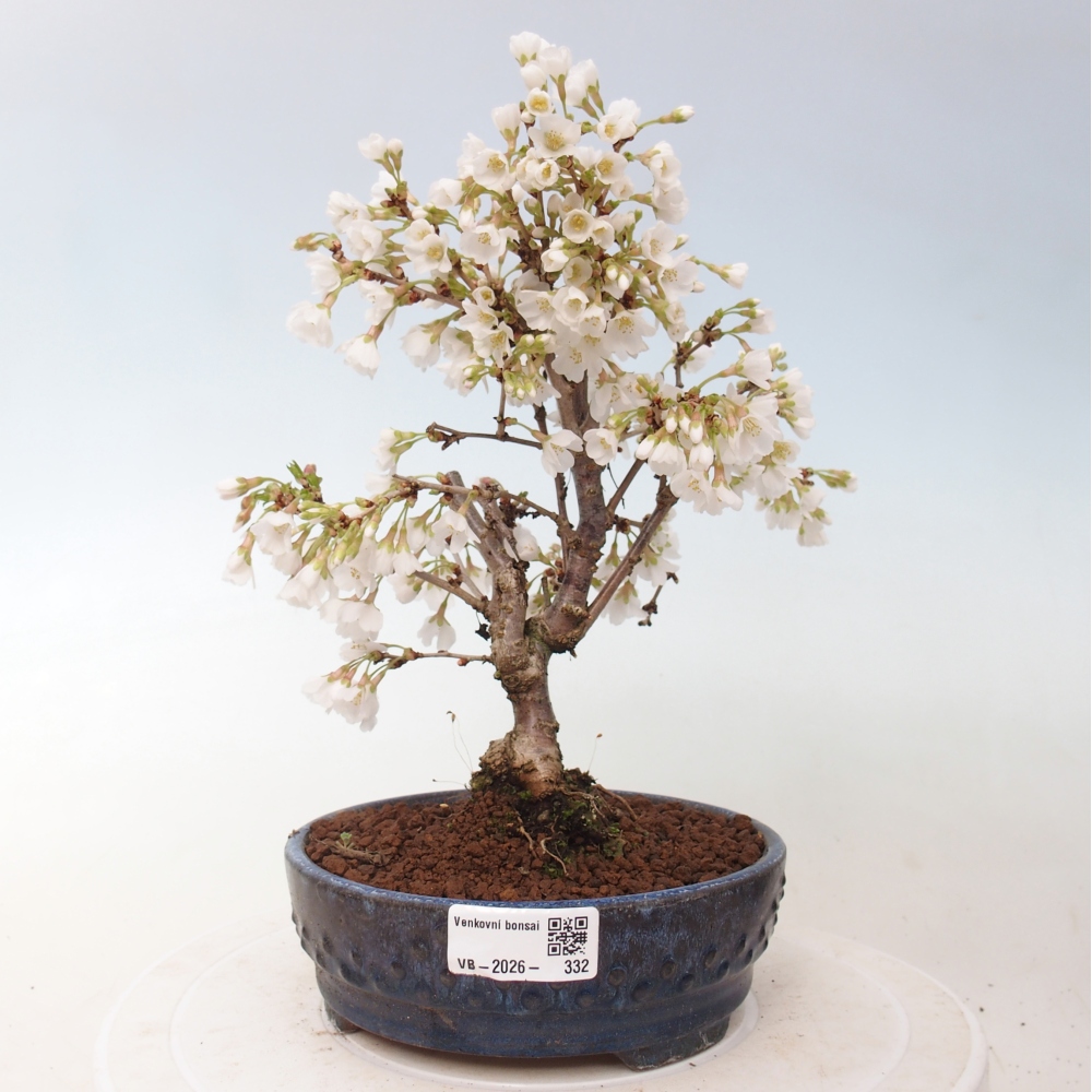 Outdoor bonsai - Prunus incisa Kojou-no mai-Plivon wycięty