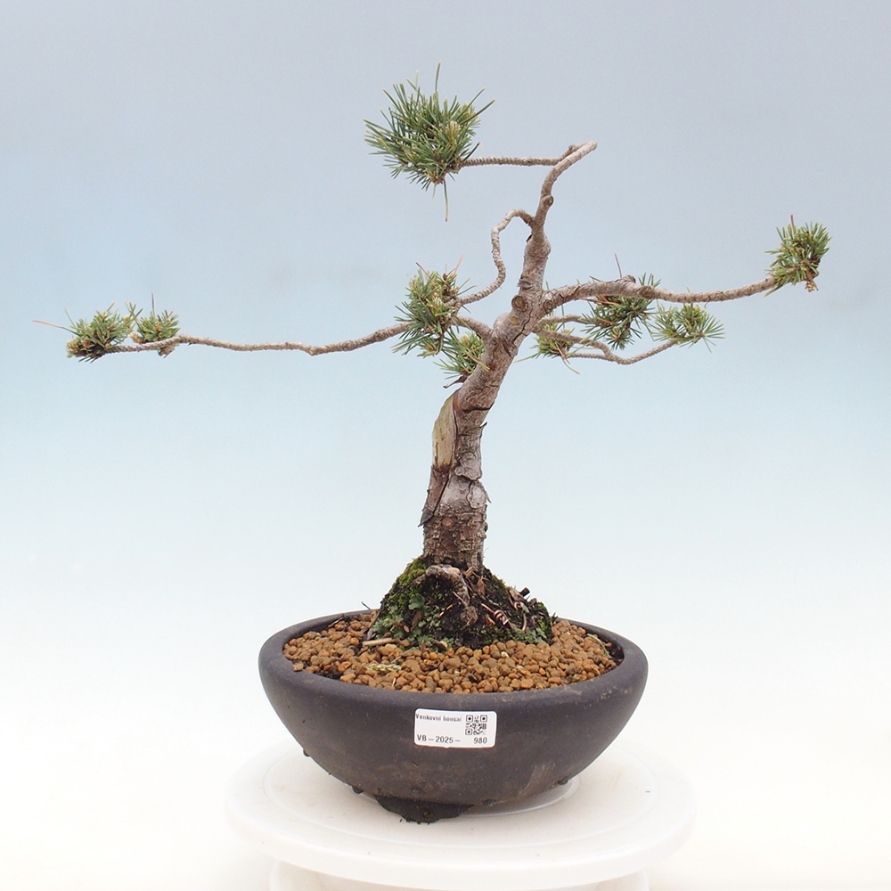 Outdoor bonsai - Pinus Sylvestris - sosna zwyczajna