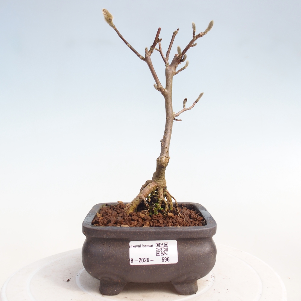 Bonsai na zewnątrz - Magnolia stellata