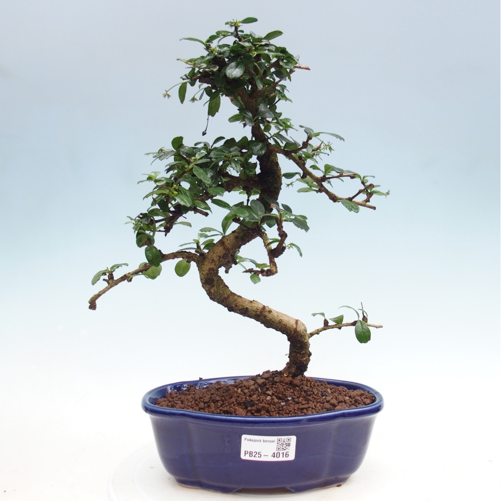 Bonsai pokojowe - Carmona macrophylla - Tea fuki