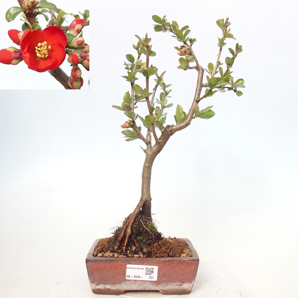 Outdoor bonsai - Chaneomeles sup. Nicoline - Pigwa