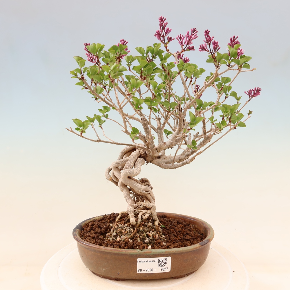 Outdoor bonsai - Syringa microphylla - liliowiec drobnokwiatowy