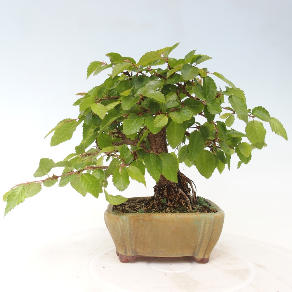 Outdoor bonsai - Carpinus CARPINOIDES - grab koreański