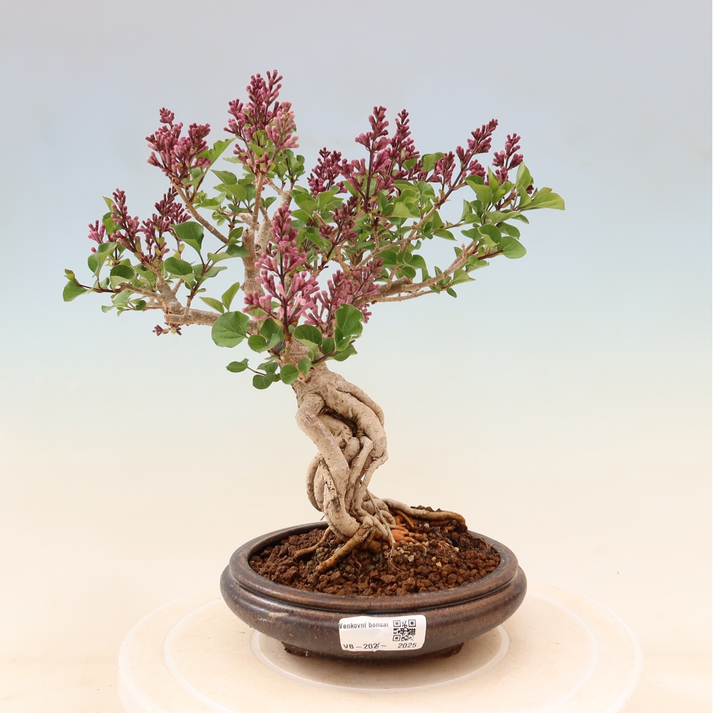 Outdoor bonsai - Syringa microphylla - liliowiec drobnokwiatowy
