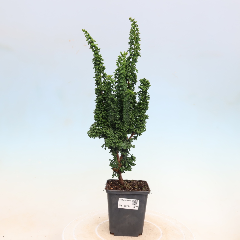 Bonsai zewnętrzne - Cham. obtusa SEKKA HINOKI - Cyprys