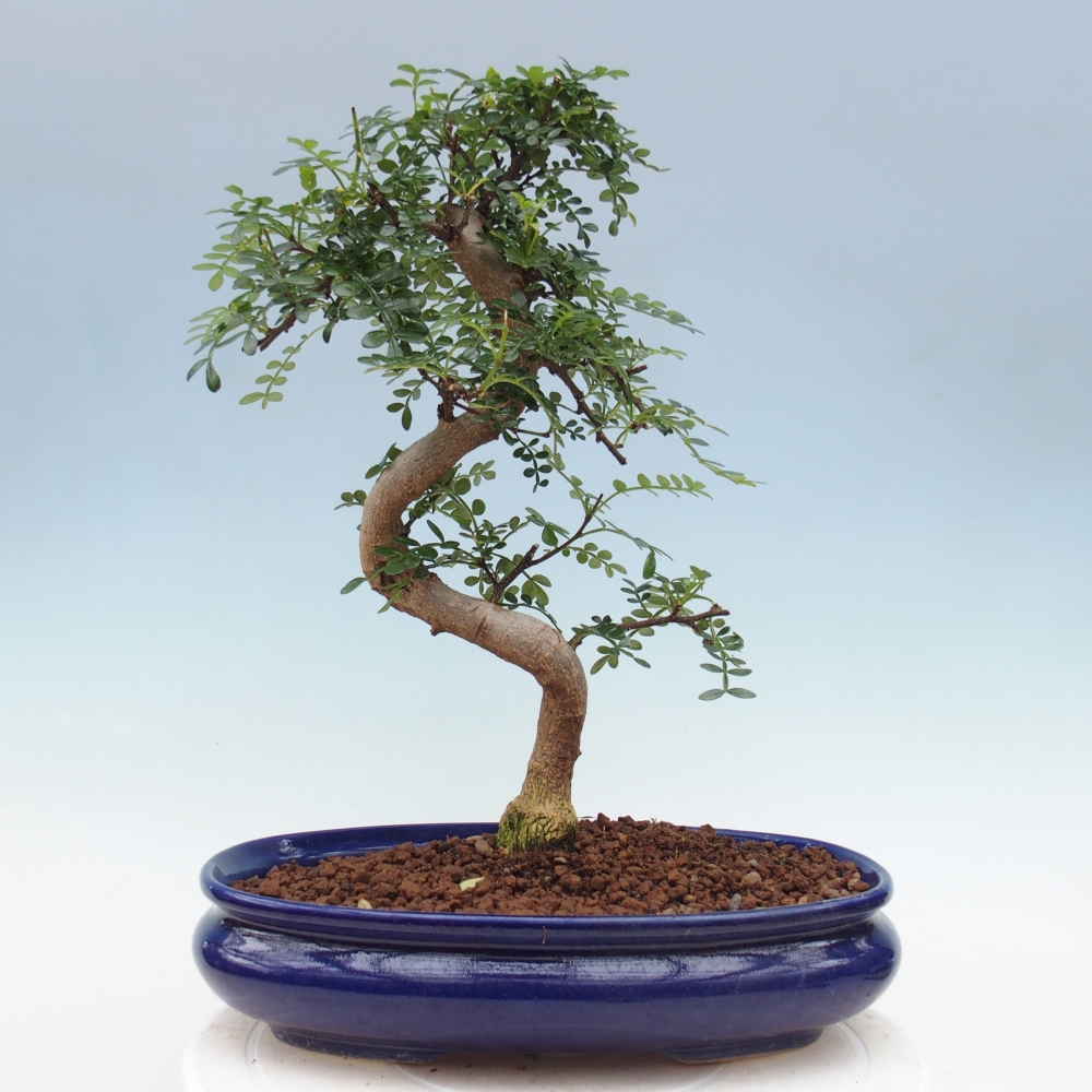 Pokój bonsai - Zantoxylum piperitum - drzewo pieprzowe