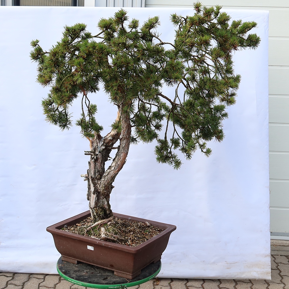 Pinus sylvestris Hiszpania – sosna zwyczajna