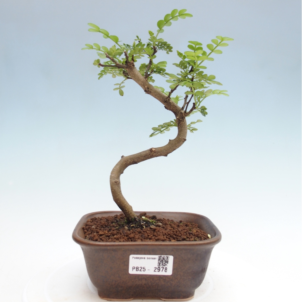 Bonsai do wnętrz - Zantoxylum piperitum - Mięta pieprzowa