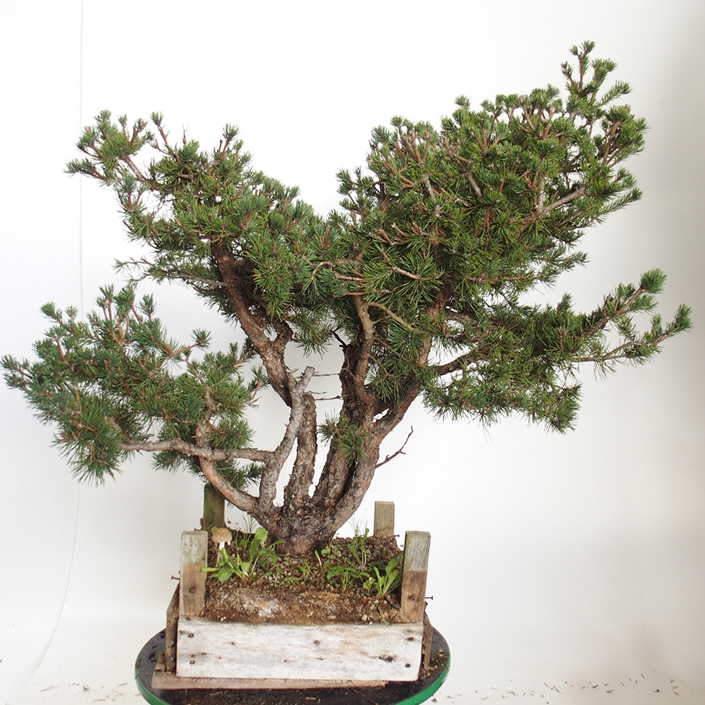 Yamadori - Pinus sylvestris Hiszpania