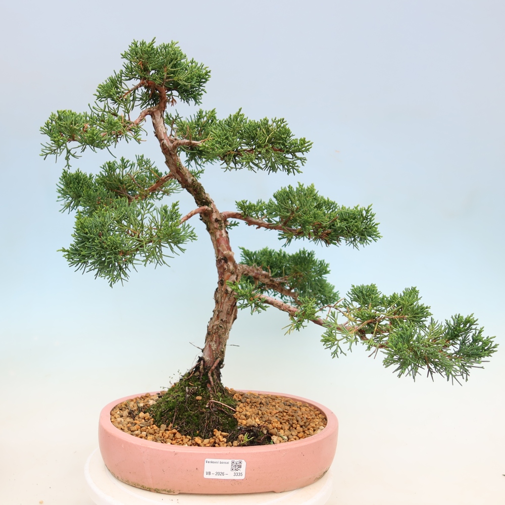 Outdoor bonsai - Juniperus chinensis Kishu