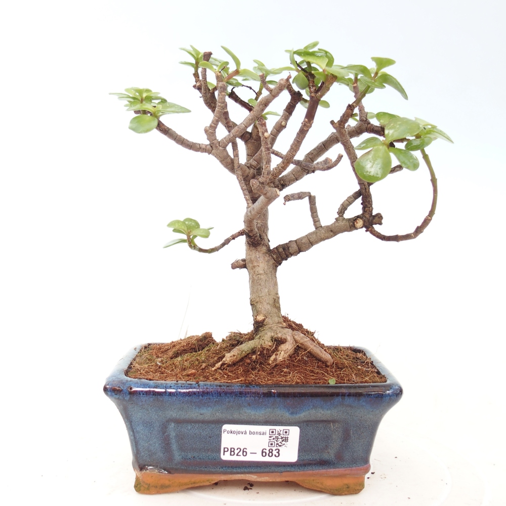 Pokój bonsai - Portulakaria Afra - Tlustice