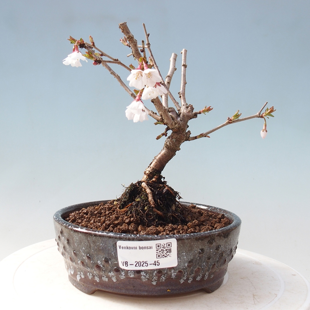 Bonsai zewnętrzne - Prunus incisa Kojou-no mai-cięcie śliwki