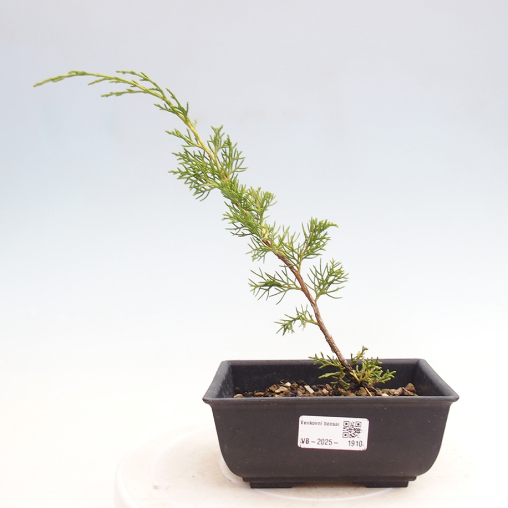 Outdoor bonsai - Juniperus chinensis Itoigawa - Jałowiec chiński