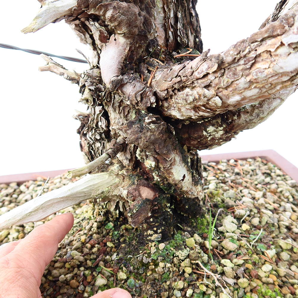 Pinus sylvestris Hiszpania – sosna zwyczajna