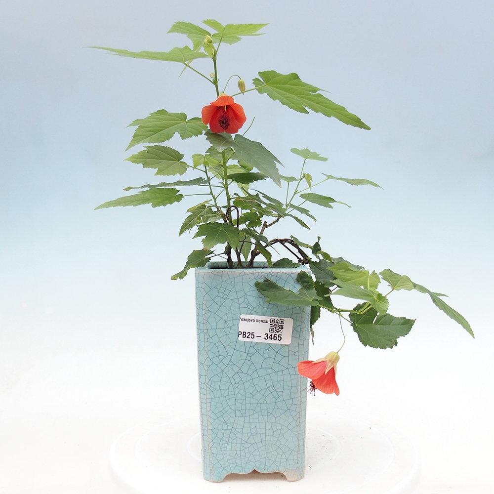 Room bonsai - Abutilon Red Trumpet - Room lime