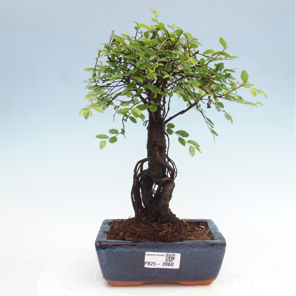 Pokój bonsai - Ulmus parvifolia - Wiąz drobnolistny