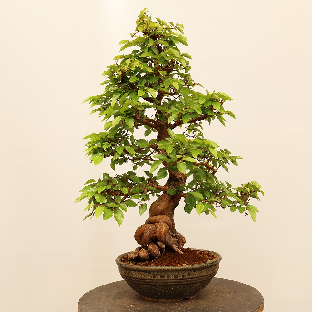 Bonsai plenerowe - Carpinus Coreana - grab koreański