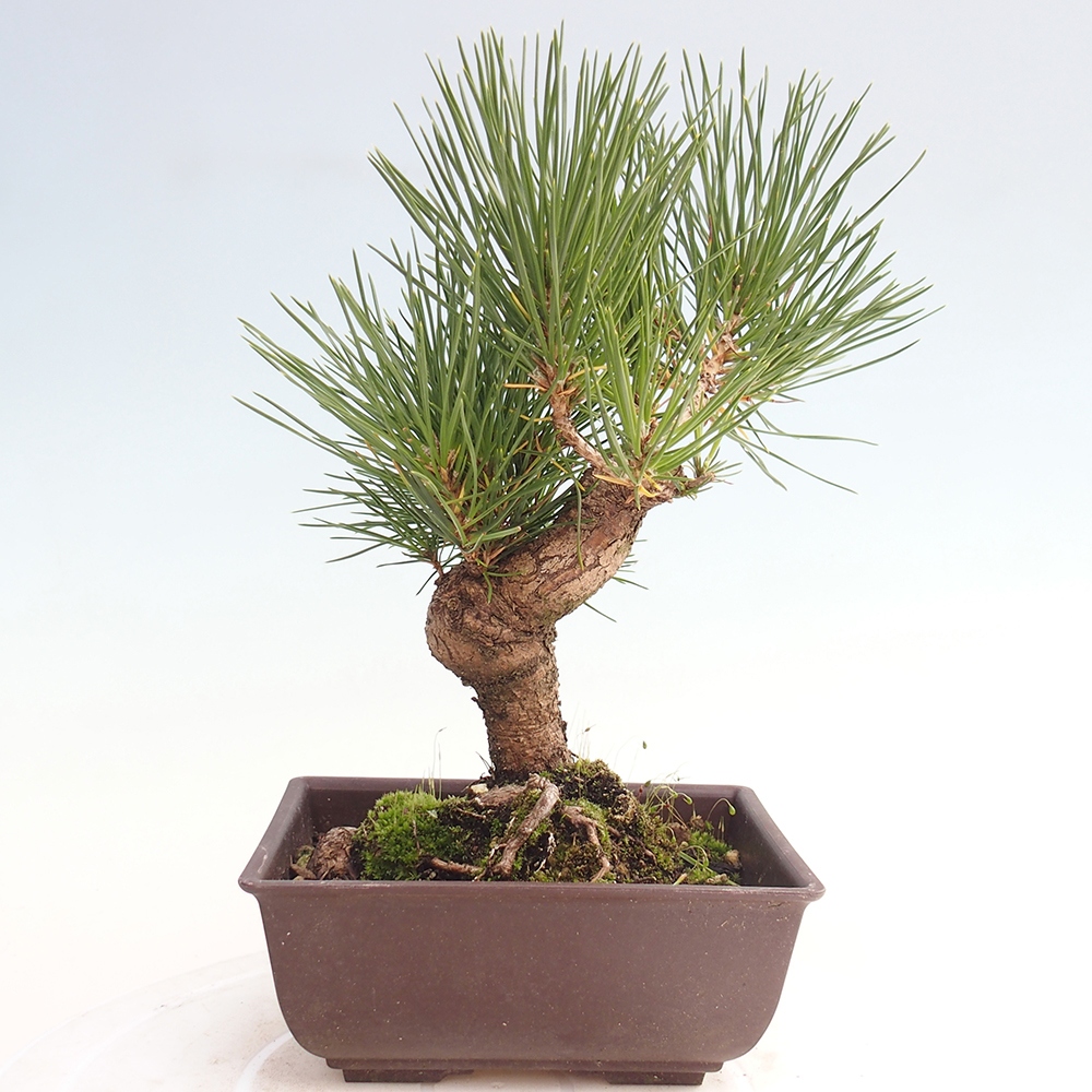 Outdoor bonsai - Pinus thunbergii - sosna Thunberga