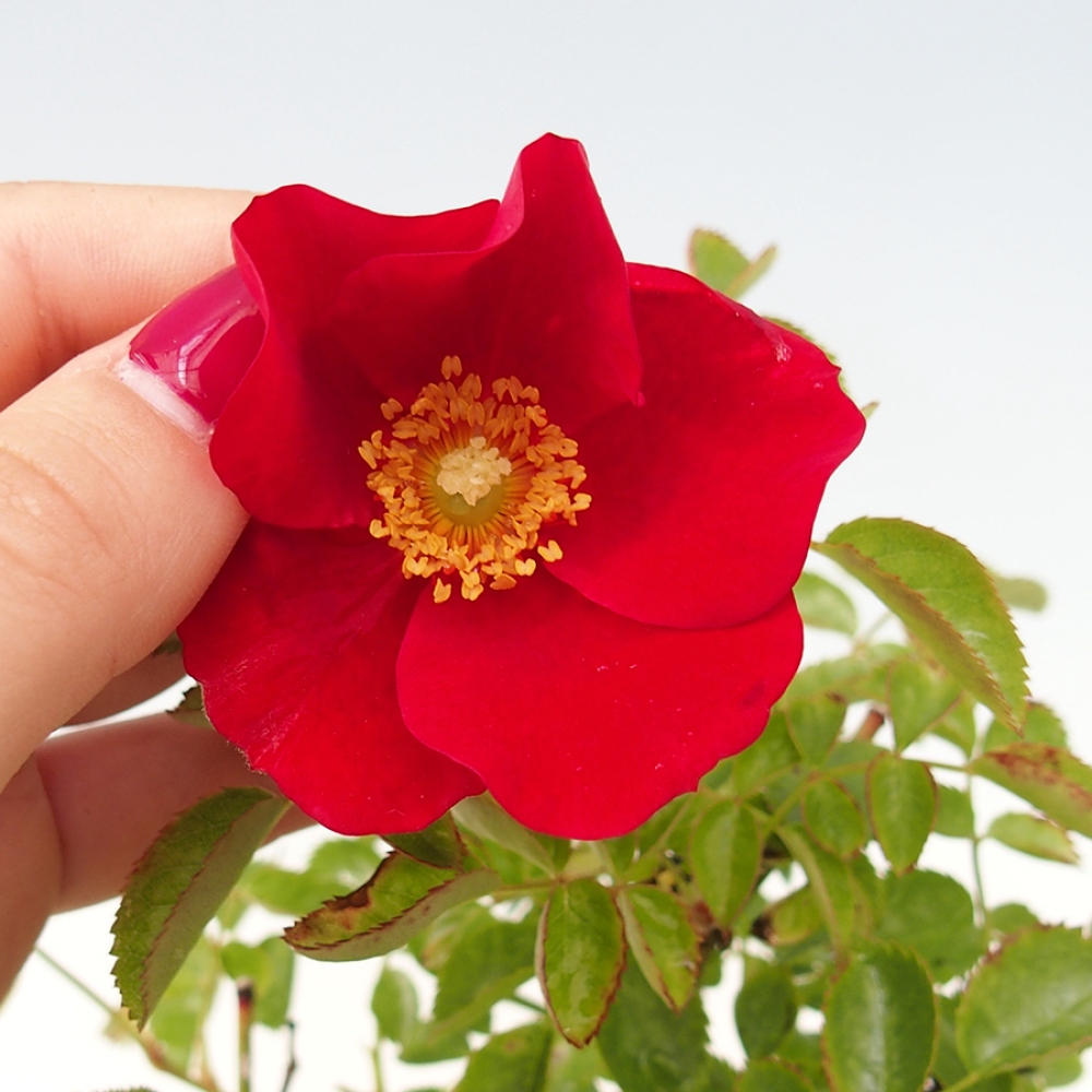 Bonsai na zewnątrz - Rosa Kordes - róża 