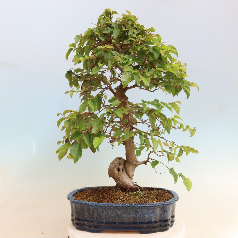 Outdoor bonsai - Carpinus CARPINOIDES - grab koreański