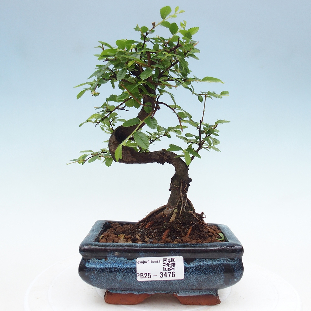 Pokój bonsai - Ulmus parvifolia - Wiąz drobnolistny