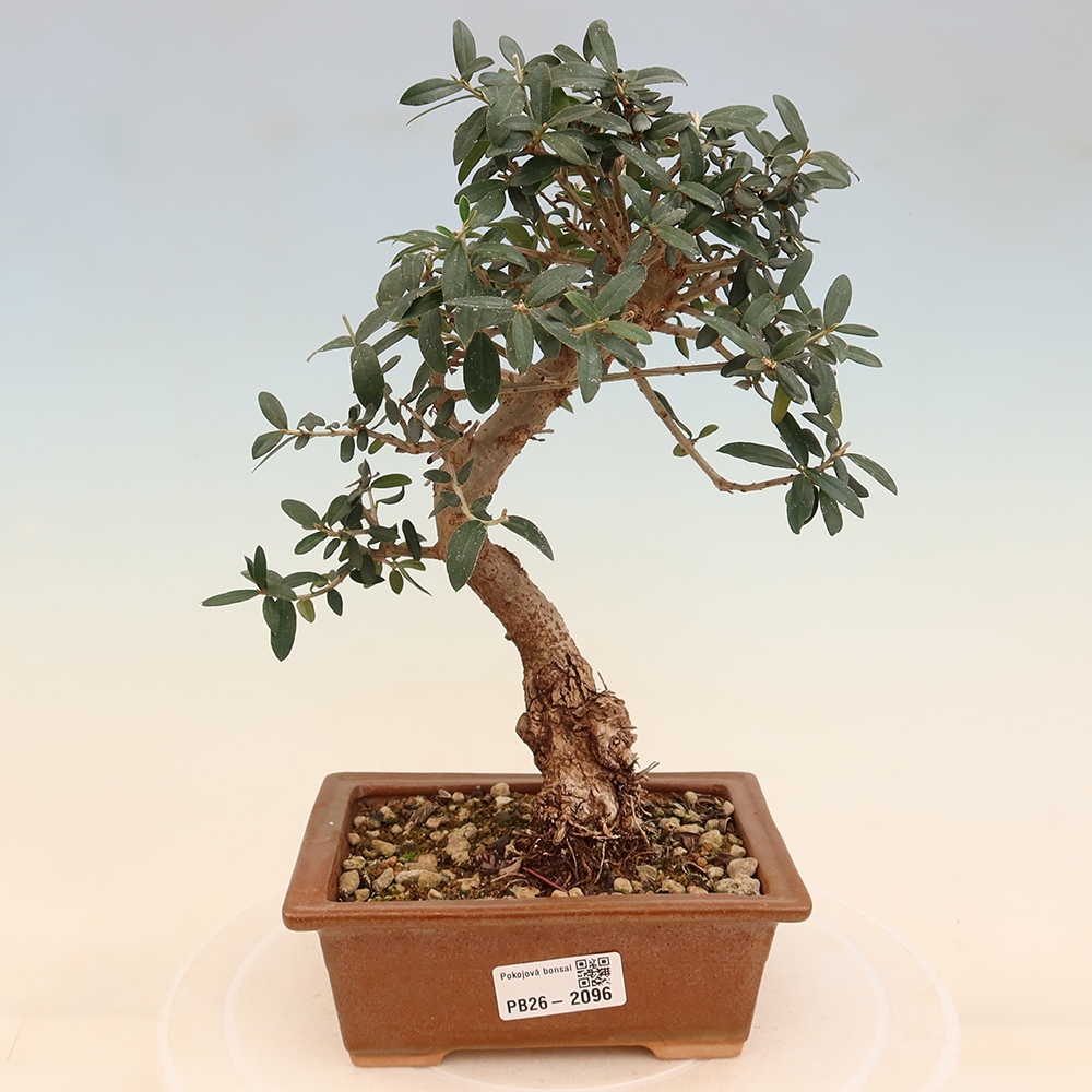 Bonsai do wnętrz - Olea europaea sylvestris