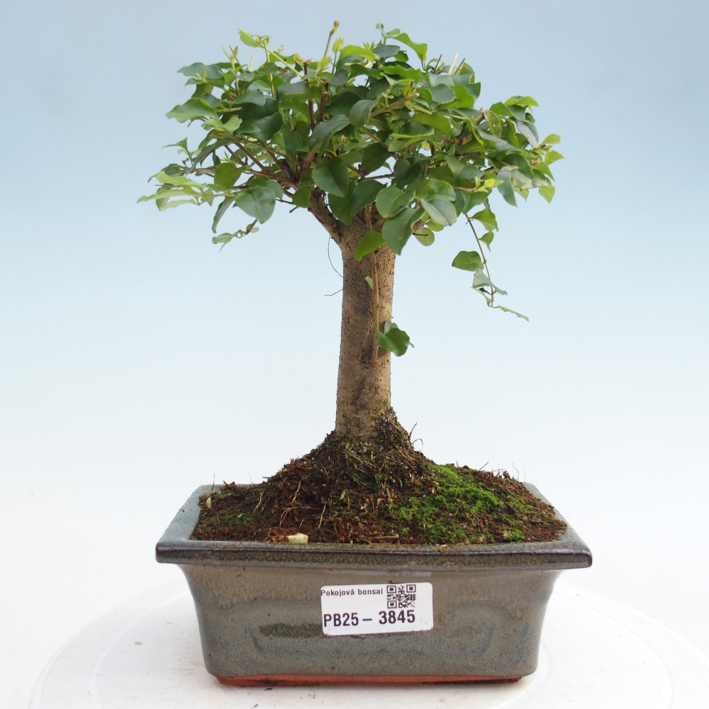 Pokój bonsai - Ligustrum chinensis - Dziób ptaka