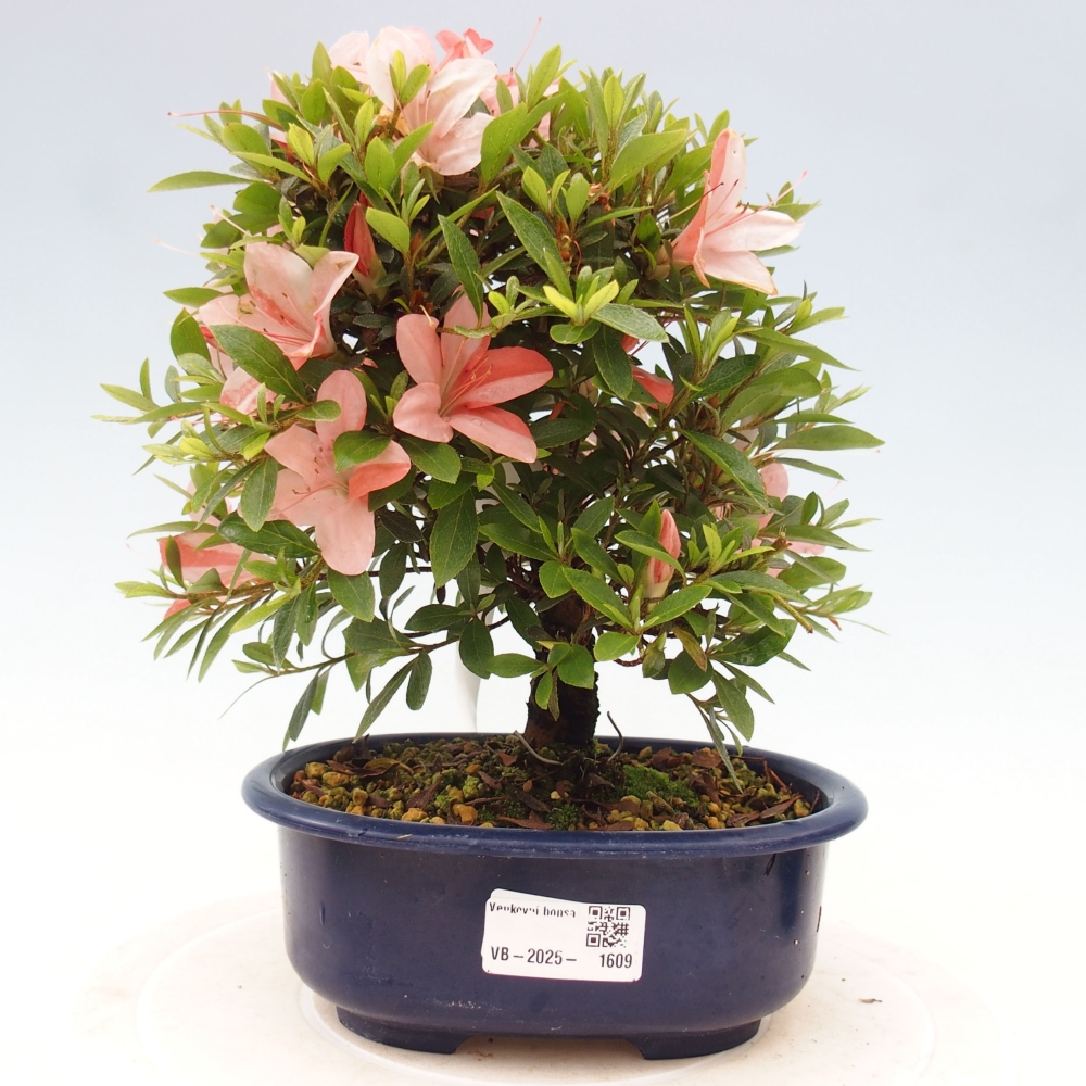 Bonsai ogrodowe - azalia japońska - Azalea Nikko