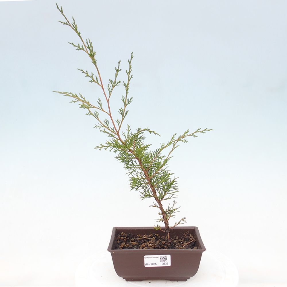 Outdoor bonsai - Juniperus chinensis Itoigawa - Jałowiec chiński