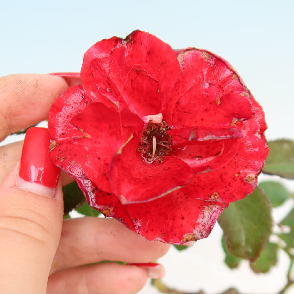 Bonsai ogrodowe – Rosa Kordes – róża