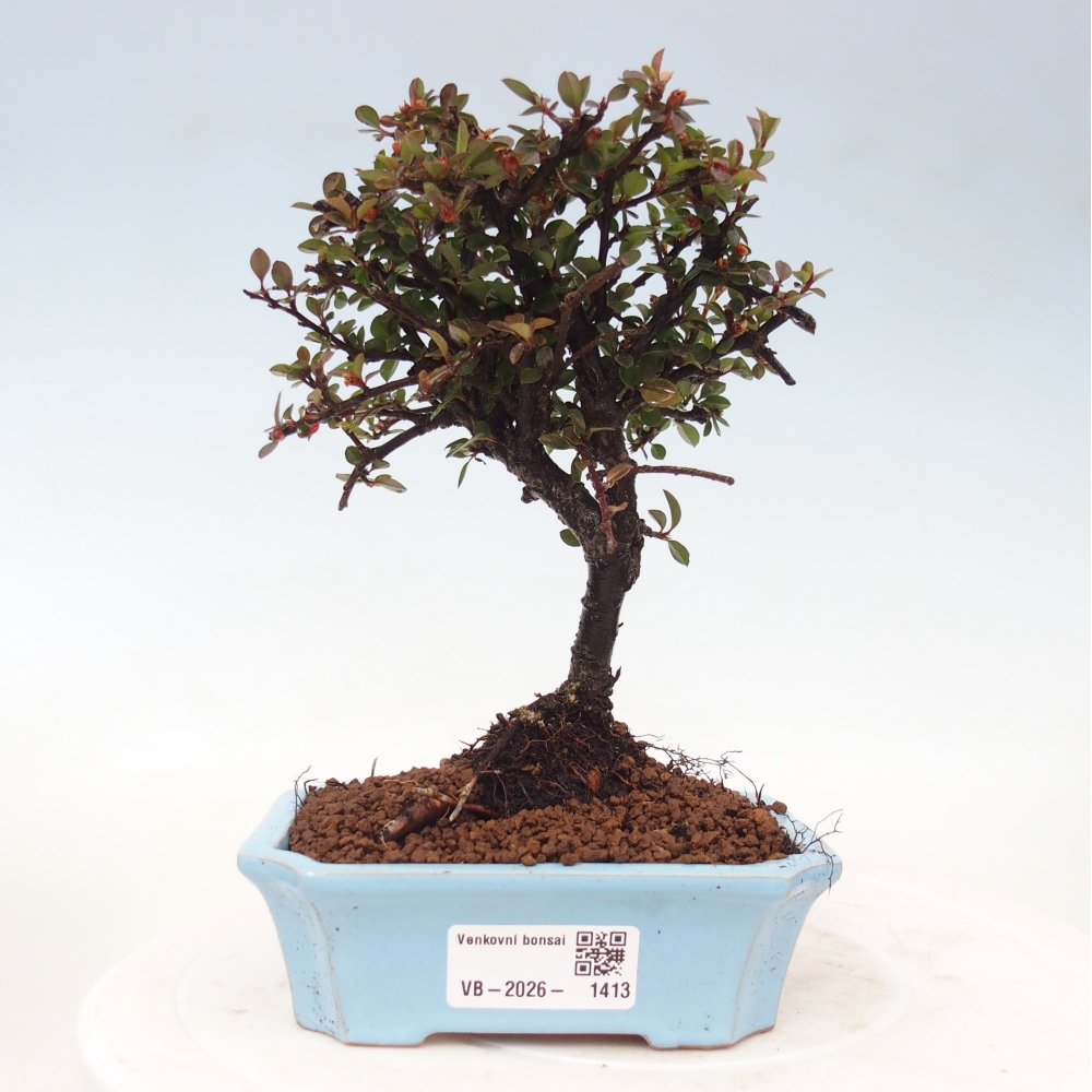 Outdoor bonsai - irga pozioma - Rocky Mountain
