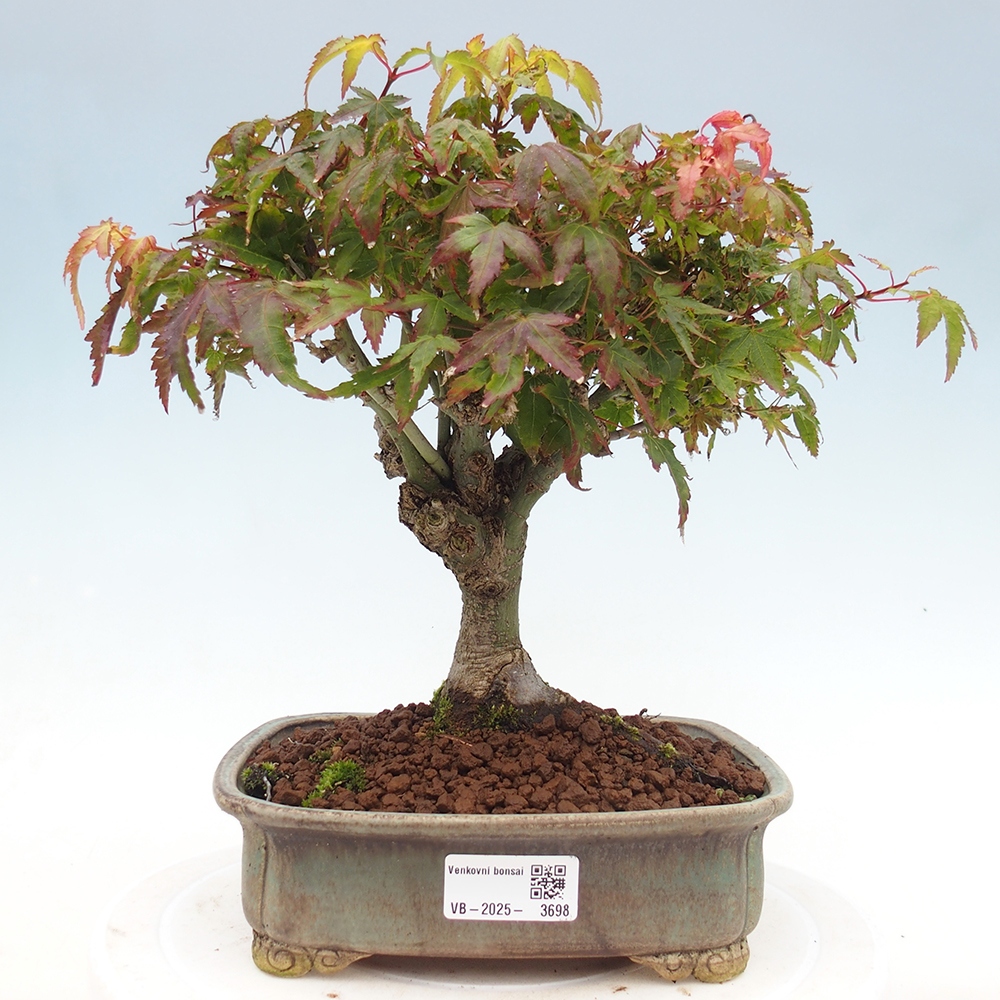Acer palmatum KIOHIME - klon palmowy