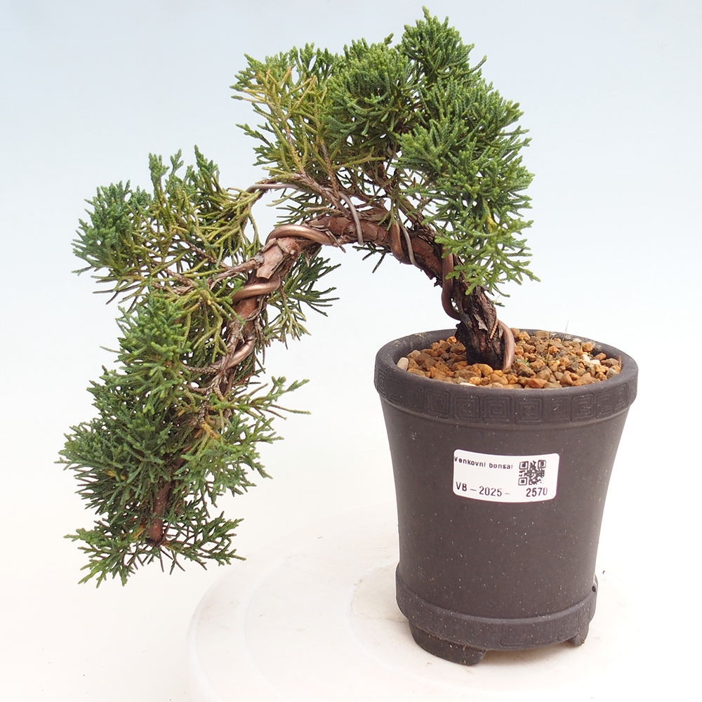 Bonsai zewnętrzne - Juniperus chinensis Kishu - Jałowiec chiński