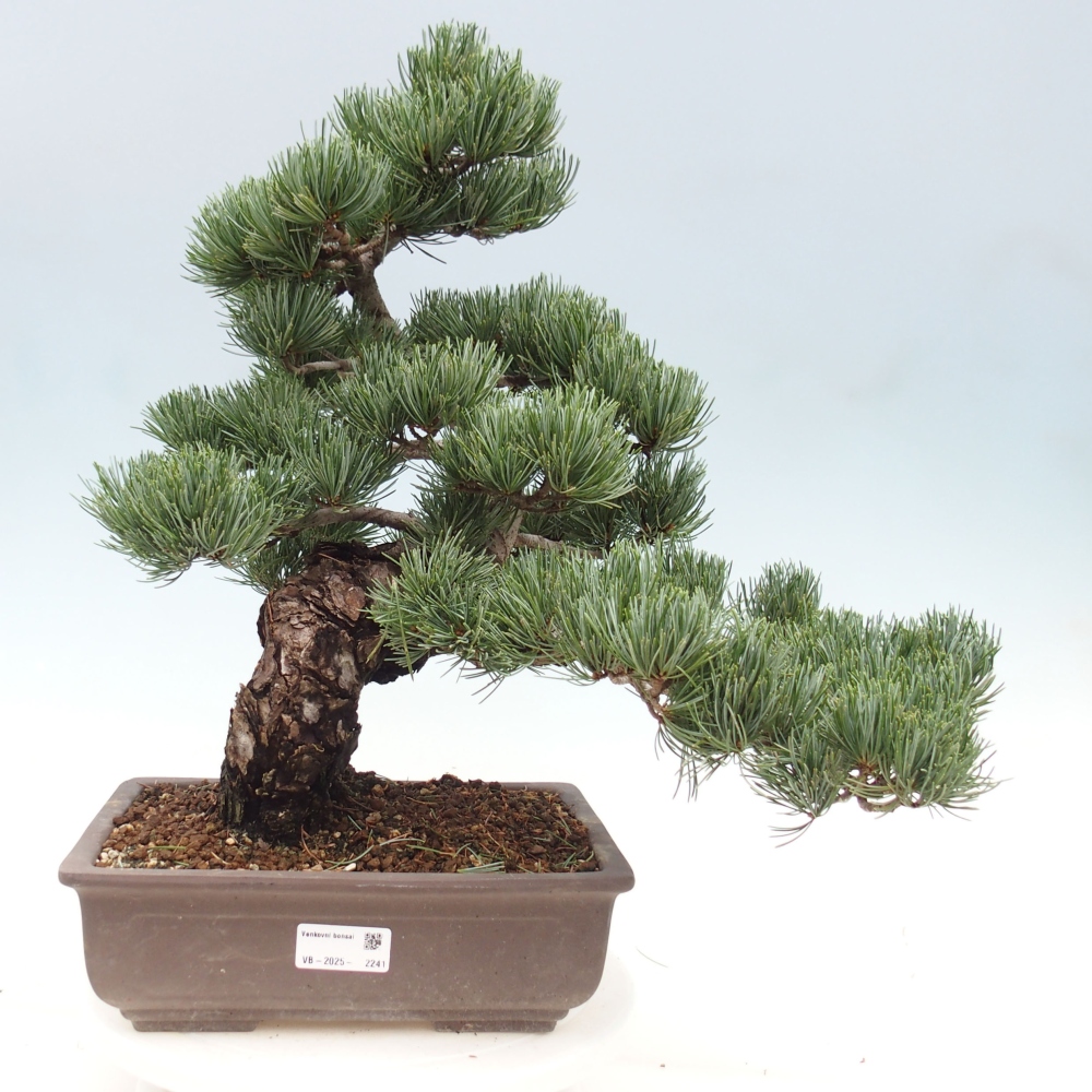 Outdoor bonsai - Pinus parviflora - Mała sosna