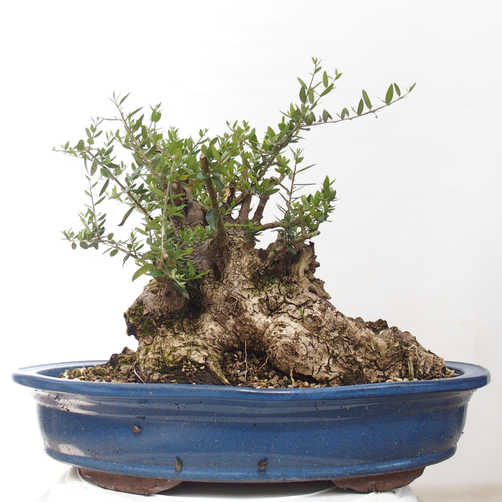Kryte bonsai - Olea europaea sylvestris - Europejska oliwa z małych liści