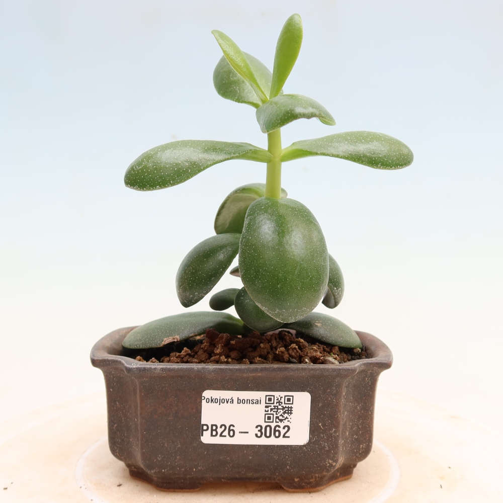 Bonsai pokojowe – Grubosz jajowaty – Crassula ovata