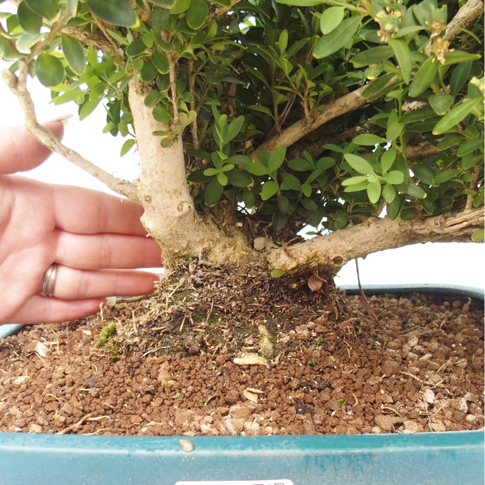 Bonsai zewnętrzne - Buxus sempervirens - bukszpan