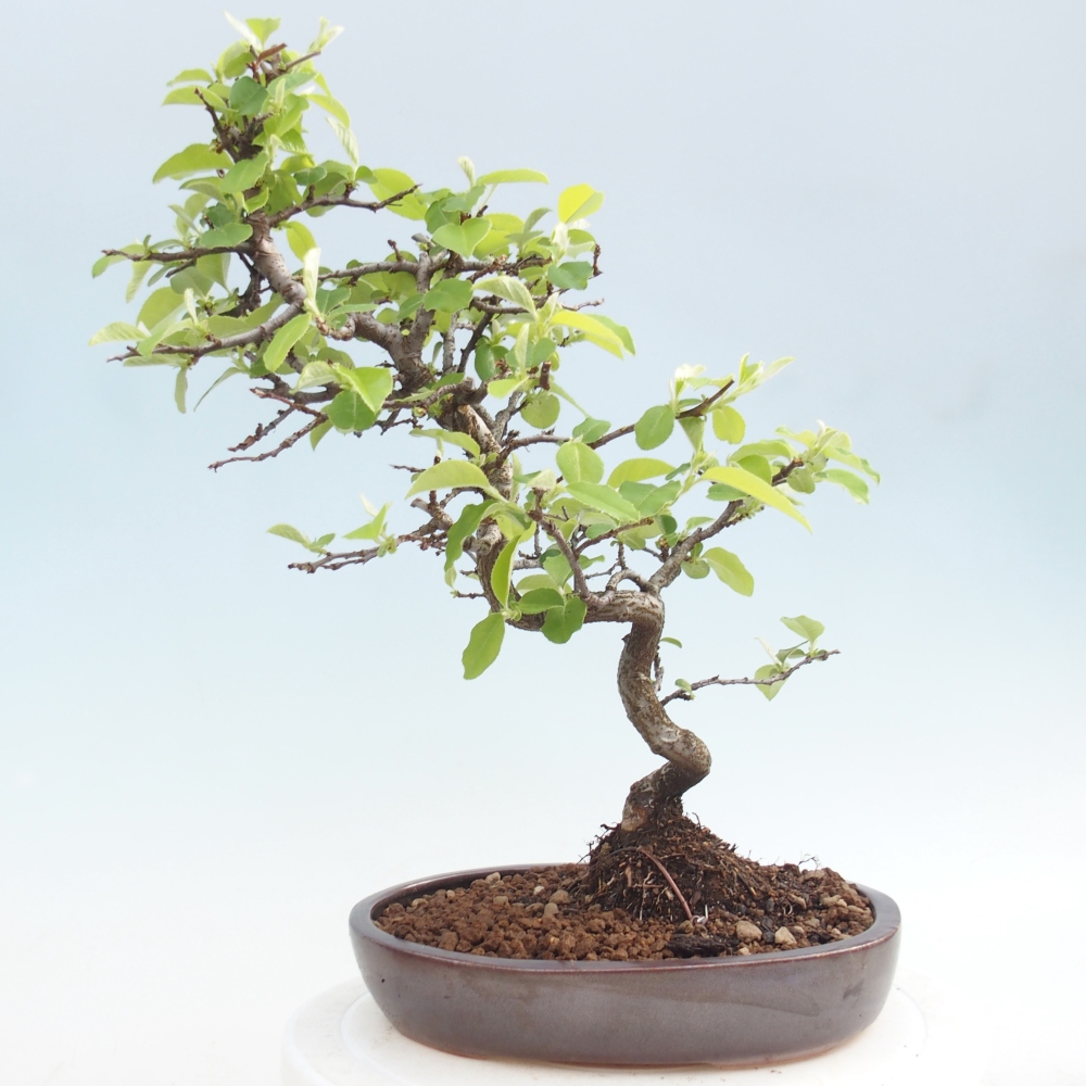 Bonsai zewnętrzne - Chaneomeles chinensis