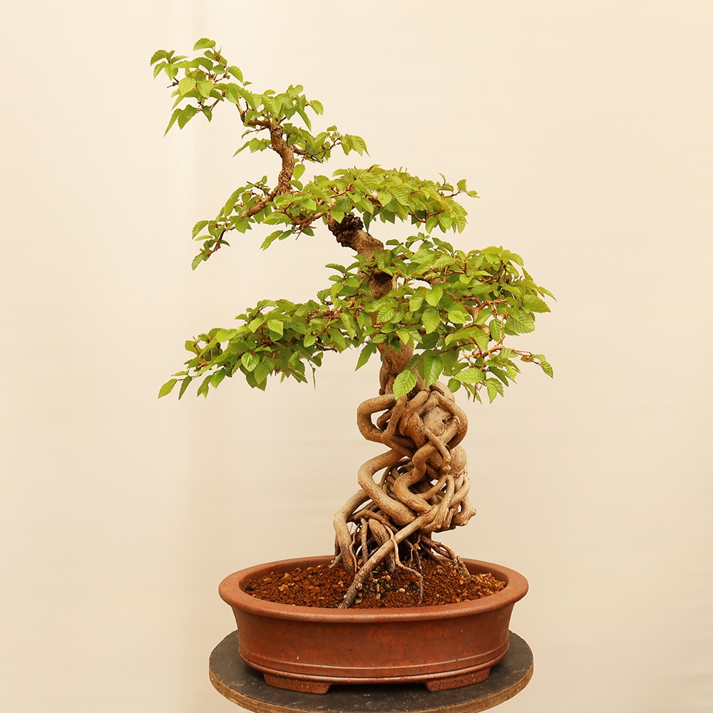 Bonsai plenerowe - Carpinus Coreana - grab koreański