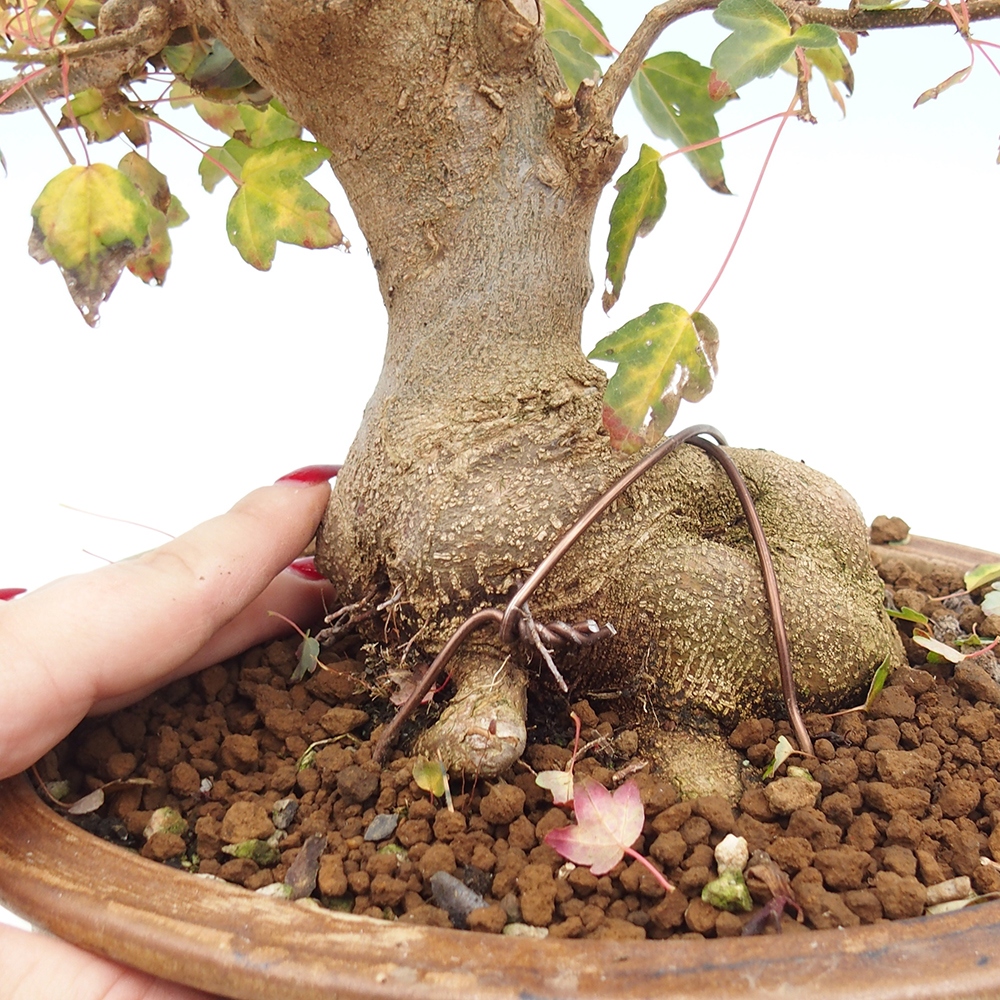 Outdoor bonsai - Acer Buergerianum - Klon Burger