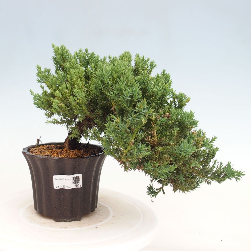 Plenerowe bonsai - Juniperus procumbens - Prostrate Juniper