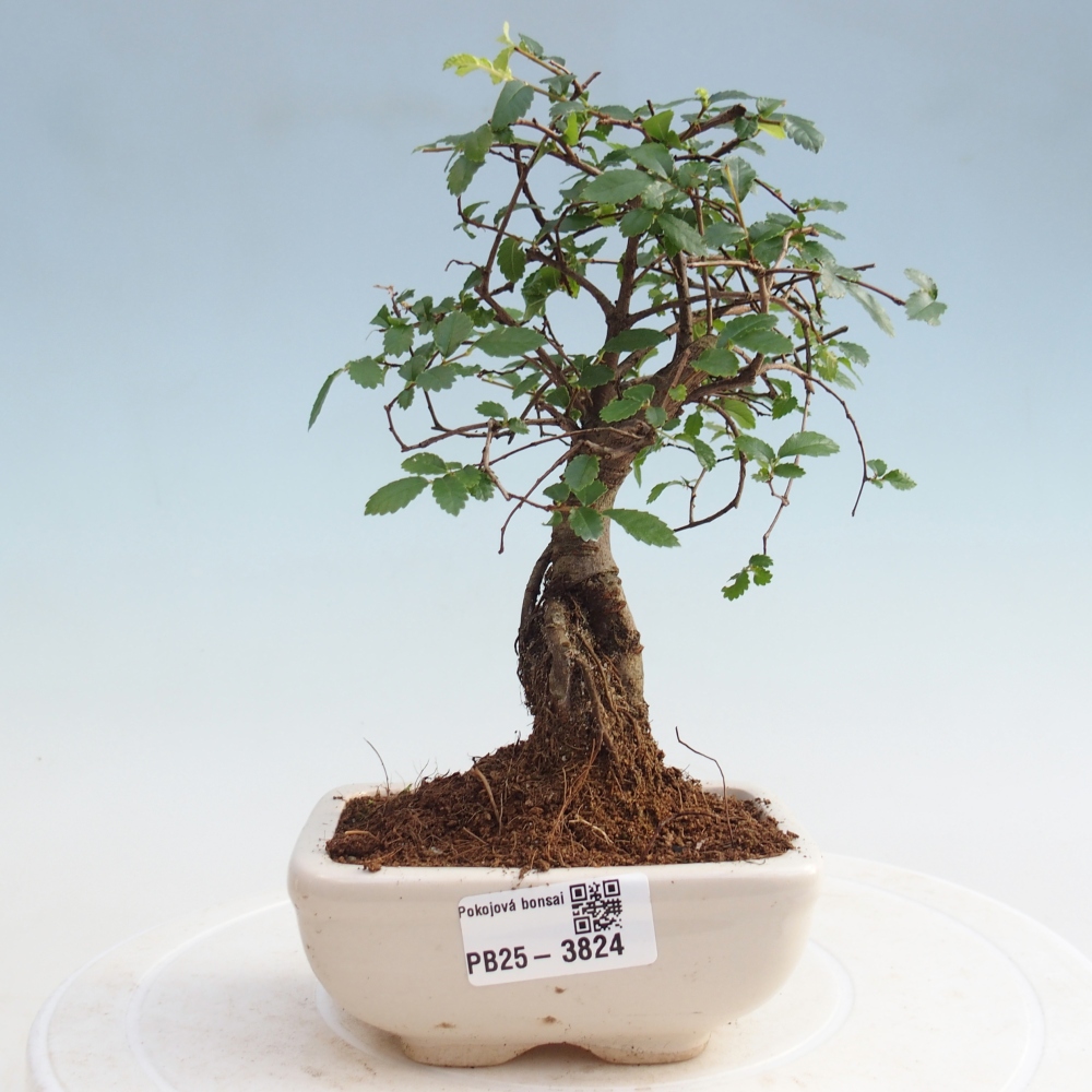 Kryty bonsai - Ulmus parvifolia - Wiąz mały liść