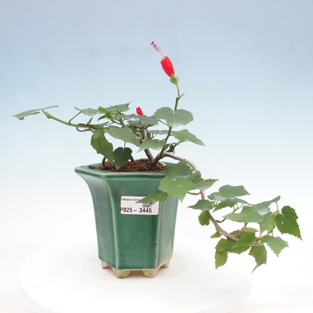 Bonsai domowe - Malvaviscus arboreus