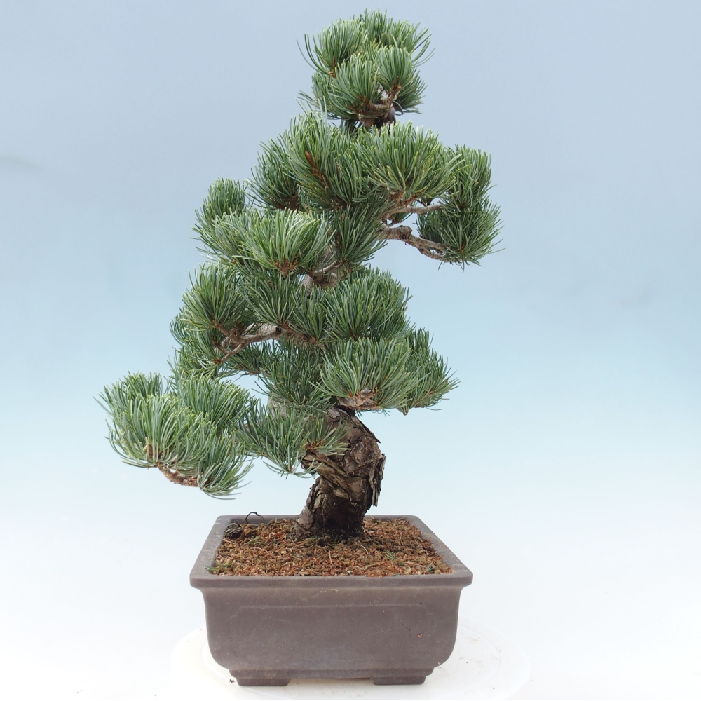 Outdoor bonsai - Pinus parviflora - Mała sosna