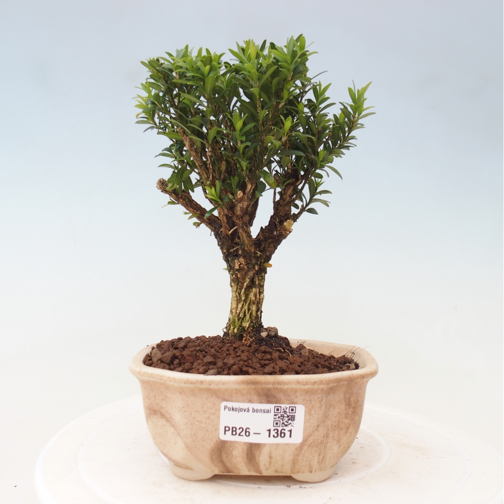 Pokój bonsai - Buxus harlandii - buxus korkowy