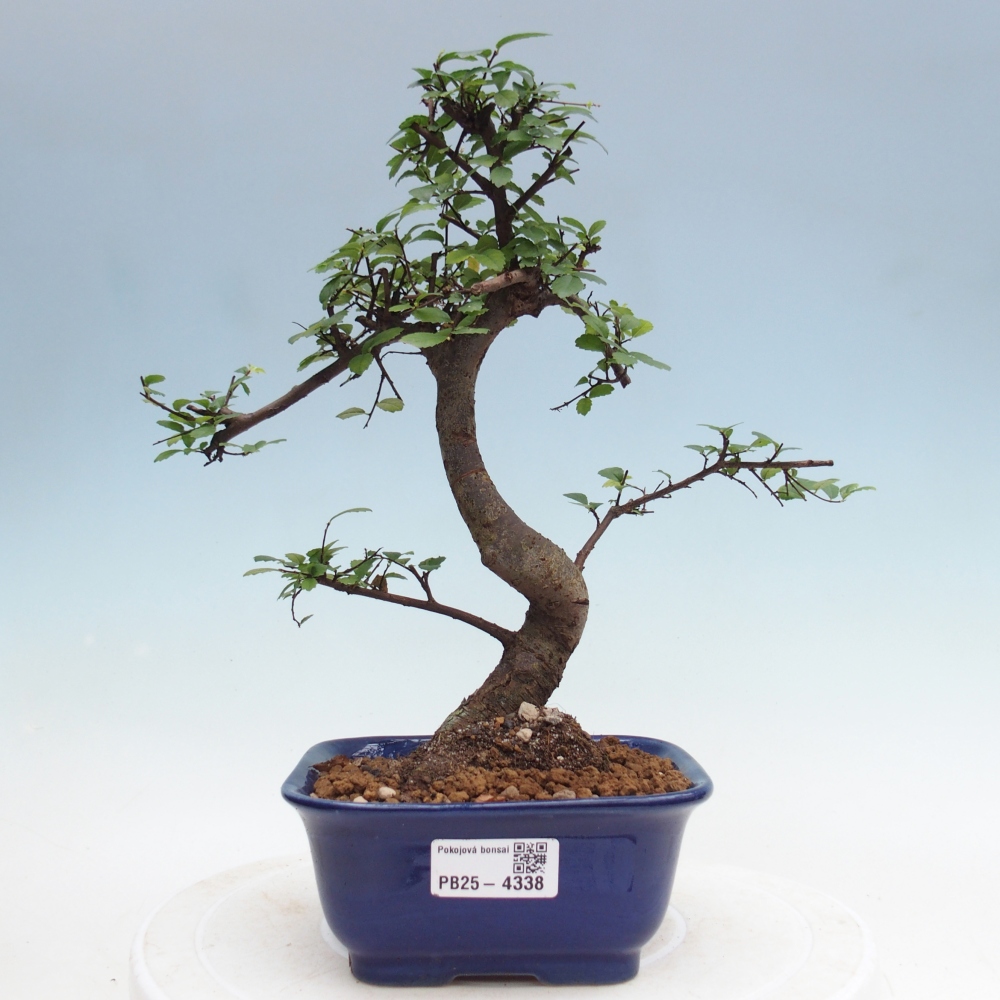 Pokój bonsai - Ulmus parvifolia - Wiąz drobnolistny