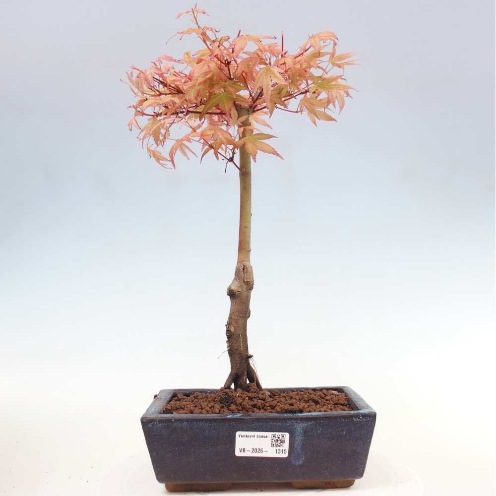 Klon pospolity - Acer palmatum Beni Tsukasa