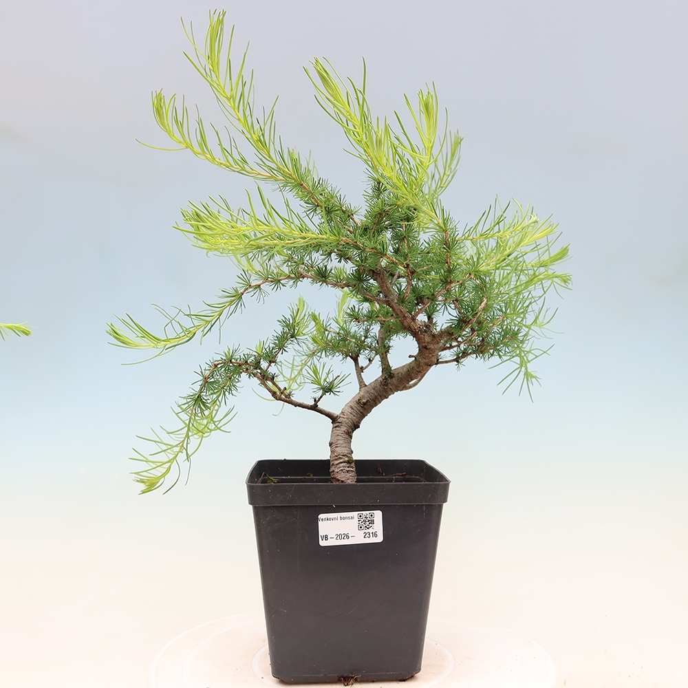 Bonsai zewnętrzne - Larix decidua - Modrzew